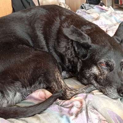 Hundetreffen-Hundebegegnungen zum Wiederherstellen des Vertrauens zu hundekumpels-Bild