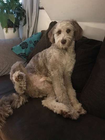 Aussiedoodles.-Beitrag-Bild