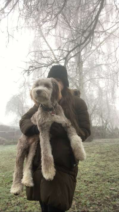 Hundetreffen-Gassi/Spiel/Training für jedes Alter-Bild