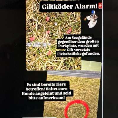 Giftköder-Möglicher Giftköder-Bild