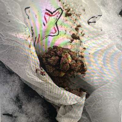 Giftköder-Verdacht auf Giftköder-Bild