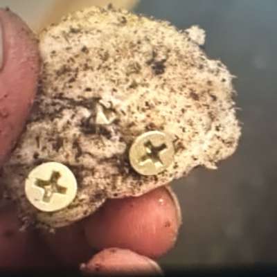 Giftköder-Köder-Bild