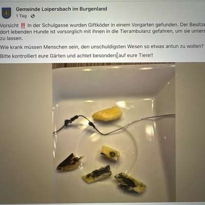 Giftköder-Giftköder in Vorgarten-Bild