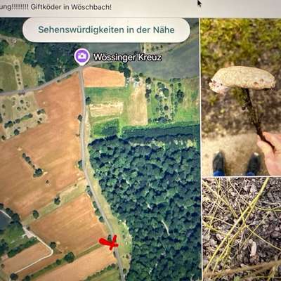 Giftköder-Vermutlich Giftköder-Bild