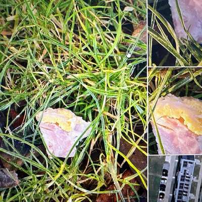 Giftköder-Giftköder-Bild