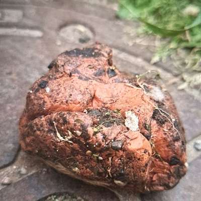 Giftköder-Möglicher Giftköder-Bild