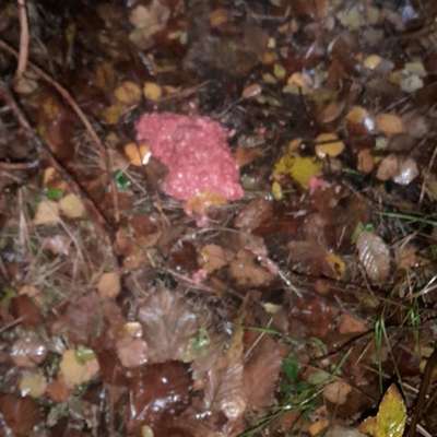 Giftköder-Ausgelegter Giftköder-Bild