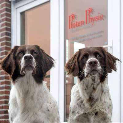 Medizinische Dienstleistungen-Pfoten Physio- Hundeosteopathie-Bild