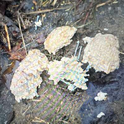 Giftköder-Giftköder-Bild