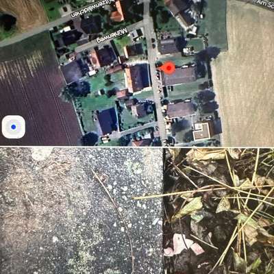 Giftköder-Giftköder-Bild