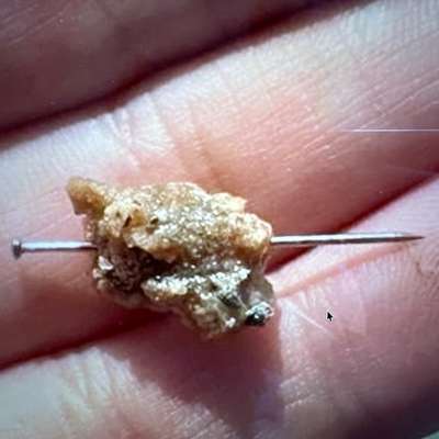 Giftköder-Giftköder-Bild