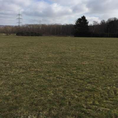 Hundeauslaufgebiet-Große Wiese am Schäferhund Verein-Bild