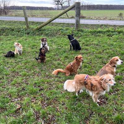 Hundeauslaufgebiet-Hundefreilaufwiese Pattensen- Hüpede-Bild