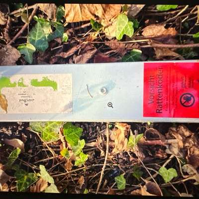 Giftköder-Rattenköder-Bild