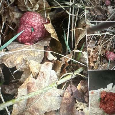 Giftköder-Köder-Bild