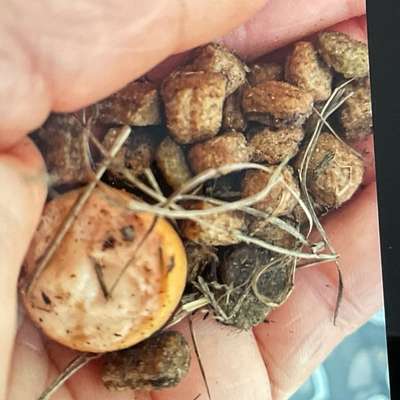 Giftköder-Pot. Giftköder-Bild