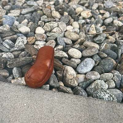 Giftköder-Giftköderverdacht-Bild