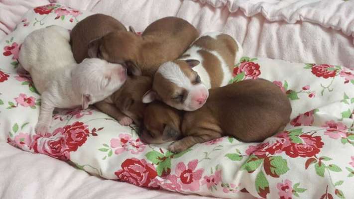 Welpen Bilder !-Beitrag-Bild