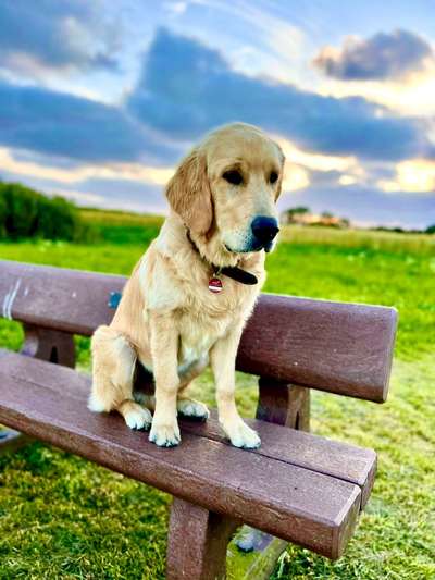 Wo sind die Golden Retriever Liebhaber?-Beitrag-Bild