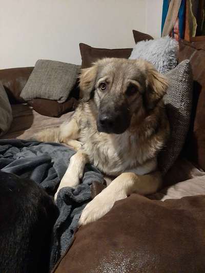 Dogorama Photo Challenge - Hundeblick zum hinschmelzen-Beitrag-Bild