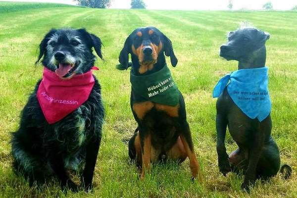 Seelenhunde-Beitrag-Bild