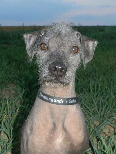 Seelenhunde-Beitrag-Bild