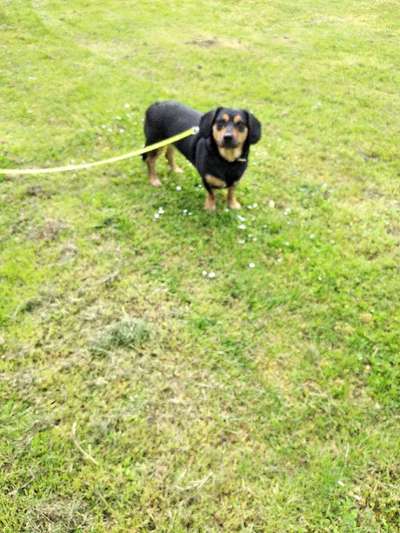 Die Dogorama Monats Challenge "Es grünt und blüht"-Beitrag-Bild