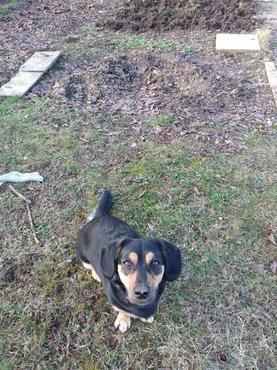 CHALLENGE NR. 19 - Der Hundeblick-Beitrag-Bild