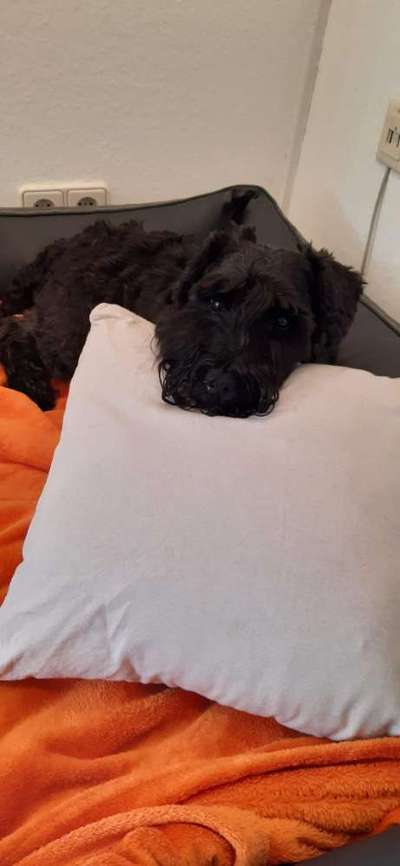 Zwergschnauzer gesucht-Beitrag-Bild