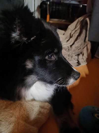 Hundetreffen-Welpen / Junghunde Aragorn sucht Spielfreunde-Bild