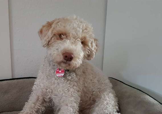 Lagotto Romagnolo Besitzer-Beitrag-Bild