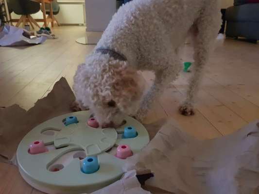 Lagotto Romagnolo Besitzer-Beitrag-Bild