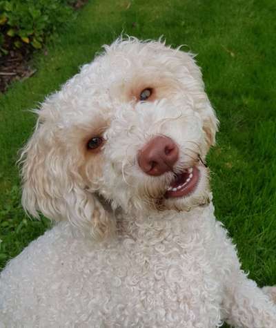 Die Dogorama Kalender Challenge Titelbild-Beitrag-Bild