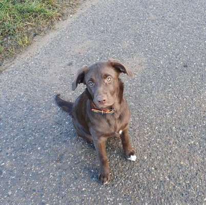 Labradorfans-Beitrag-Bild