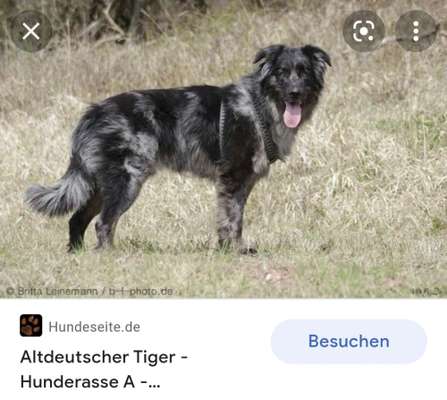 Erkennt jemand diese Rasse?-Beitrag-Bild