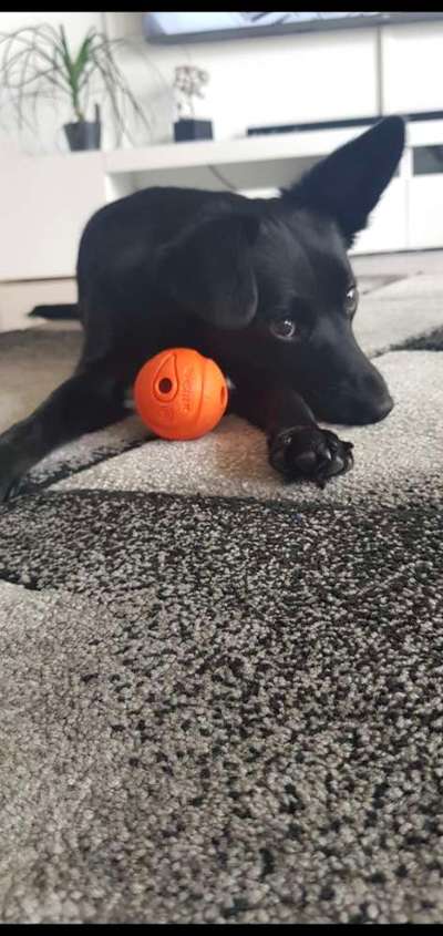 Impulskontrolle-Challenge Nr. 2: Vorbei laufen-Beitrag-Bild