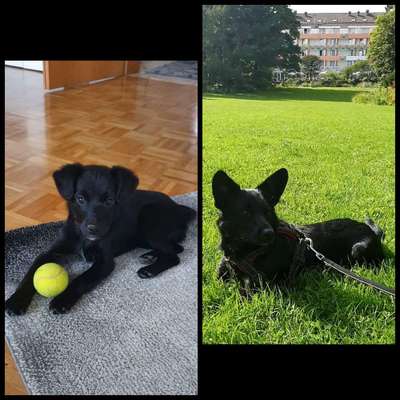 Welpenfotos-Beitrag-Bild