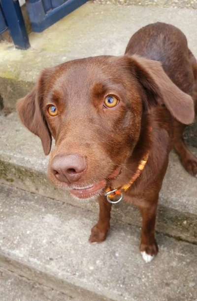 Aussiedors oder Leopard Labrador Gruppe-Beitrag-Bild