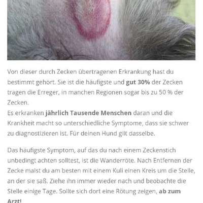 Reaktion nach einem zeckenbiss-Beitrag-Bild