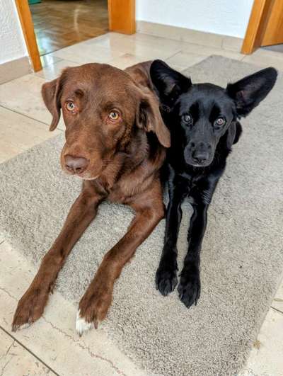 Dogorama Photo Challenge- Aufmerksamkeit bitte!-Beitrag-Bild