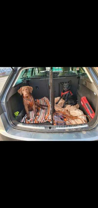 Trenngitter für den Kofferraum-Beitrag-Bild