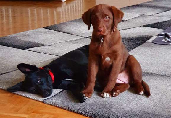 Australien Shepperd/Labrador Mix-Beitrag-Bild