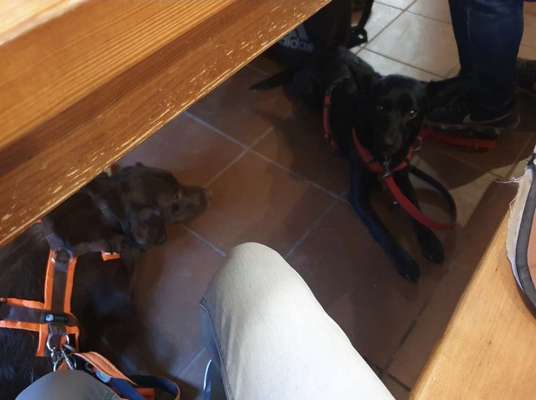 Impulskontrolle Challenge Nr.: 7
         "Gesellschaftsfähig"-Beitrag-Bild