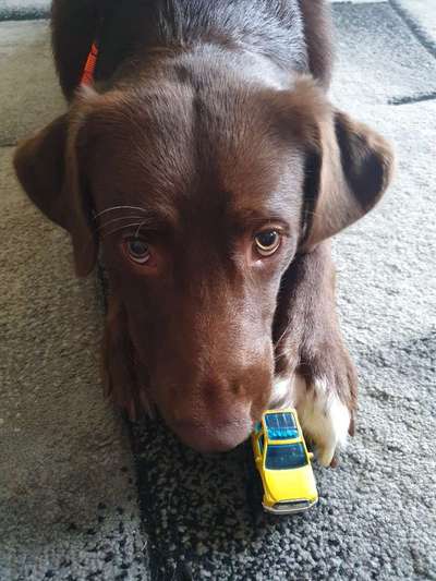 Trick Challenge Nr. 21 Treibball-Beitrag-Bild