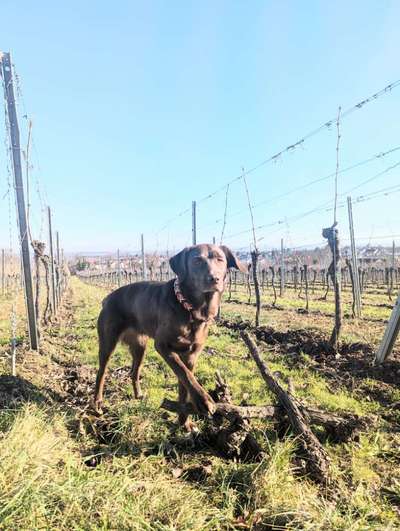 44.Tricktraining ,, Pfote auf Target,,-Beitrag-Bild