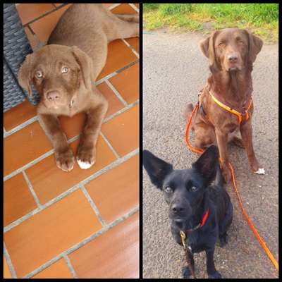 Vom Welpen zum Hund-Beitrag-Bild