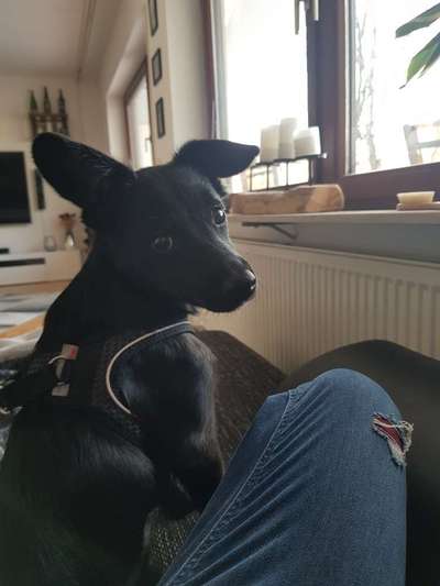 Labradorfans-Beitrag-Bild