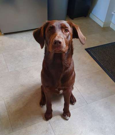 Wo sind meine Labrador Freunde-Beitrag-Bild