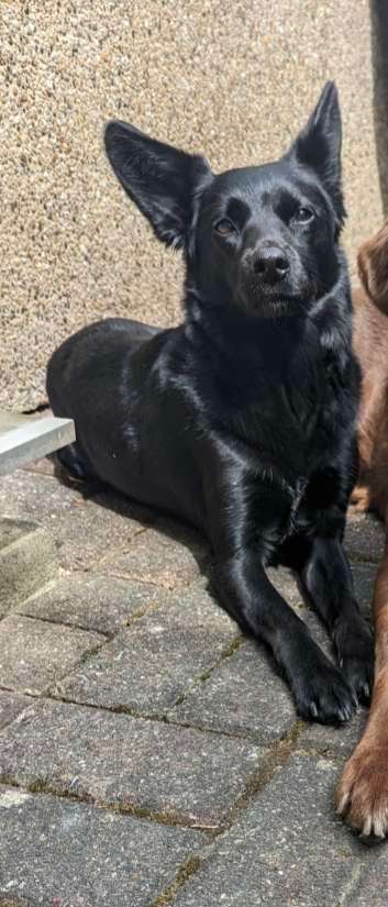 Mudi - Gibt es hier noch weitere ungarische Paprikas?-Beitrag-Bild