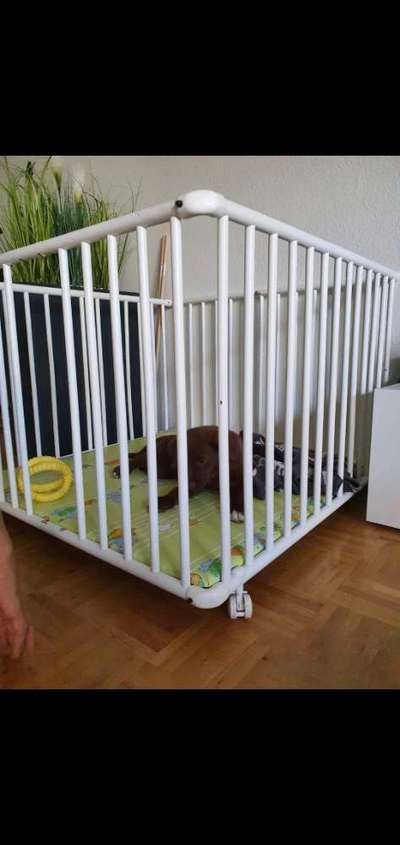 welpen laufstall,versicherung-Beitrag-Bild